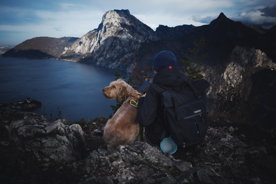 Top 5 Must-Have Adventure Dog Gear for Your Next Wilderness Trip